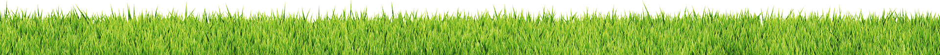 Grass